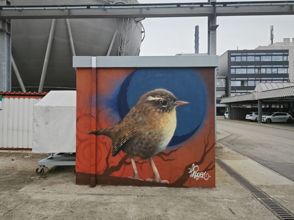 Zaunkönig auf dem swt-Campus