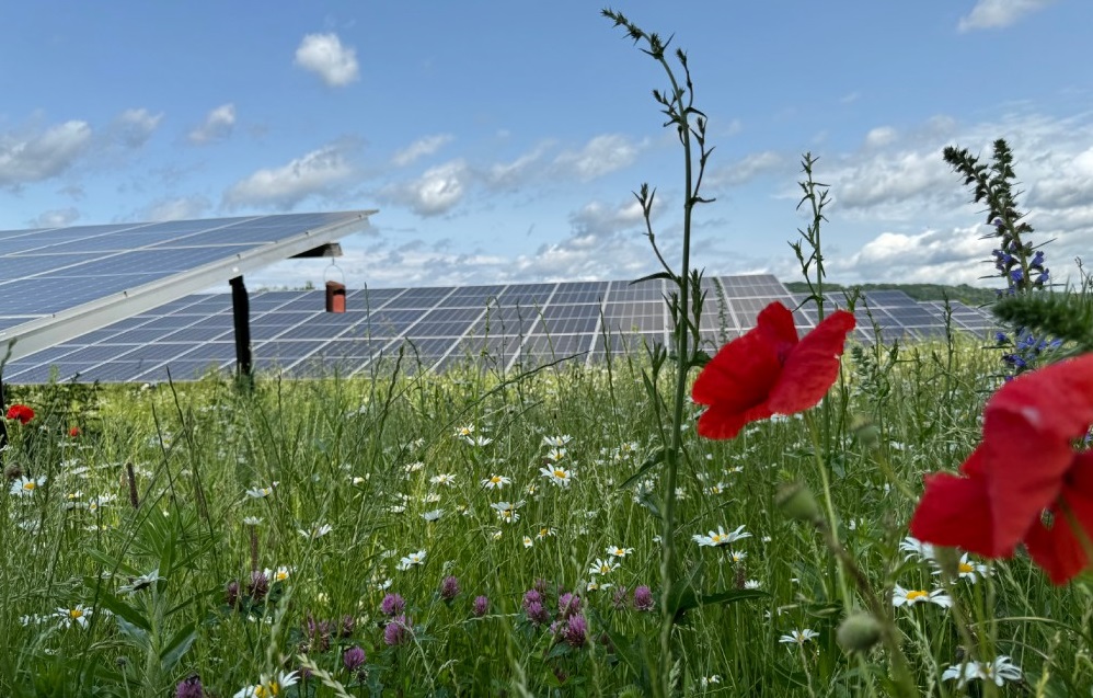 Blühende Blumen vor Solarmodulen, Vogelhäuschen, Margeriten, Klatschmohn