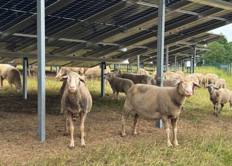 Schafherde unter dem Dach der Solarmodule