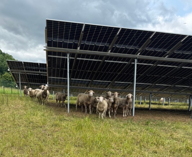 Schafherde unter dem Dach der Solarmodule