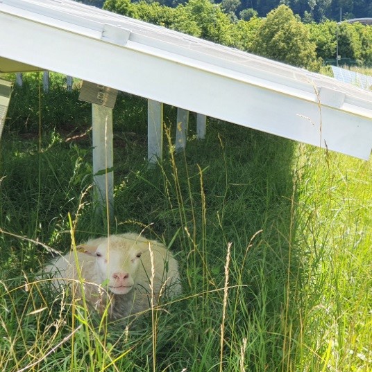 Schaf im Stadtwerke-Solarpark