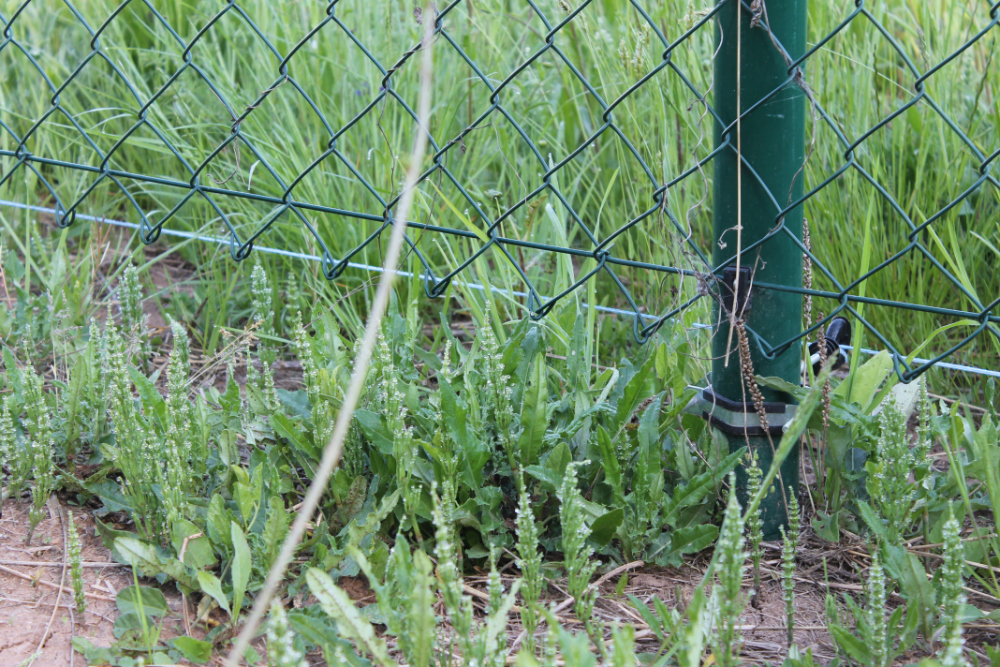Abstand des Maschendrahtzauns zum Boden