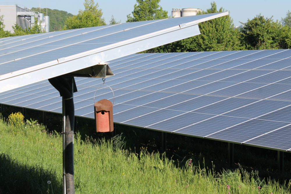 Rotes Vogelhäuschen hängt an Solarmodulen im Solarpark Traufwiesen