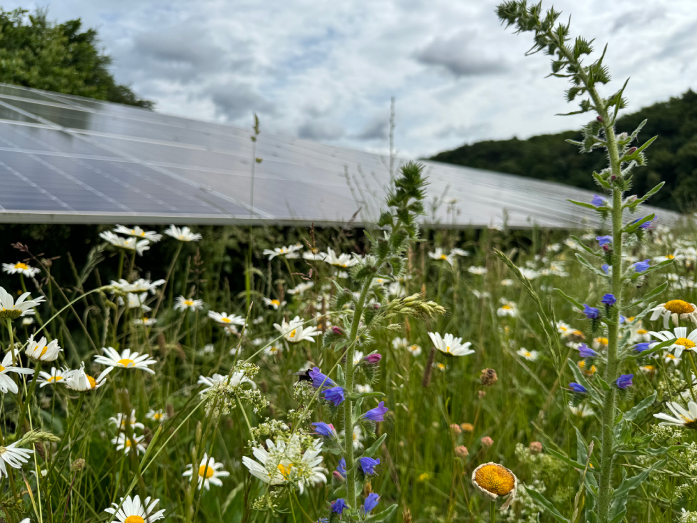 Blühwiese, blühende Blumen vor Solarmodulen