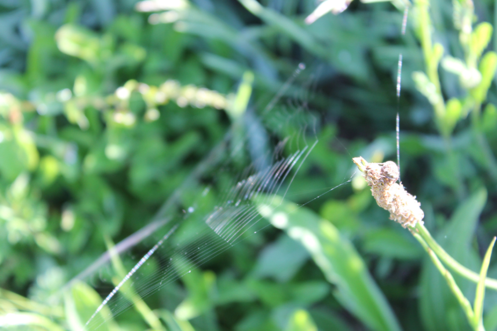 Spinnennetz im Solarpark