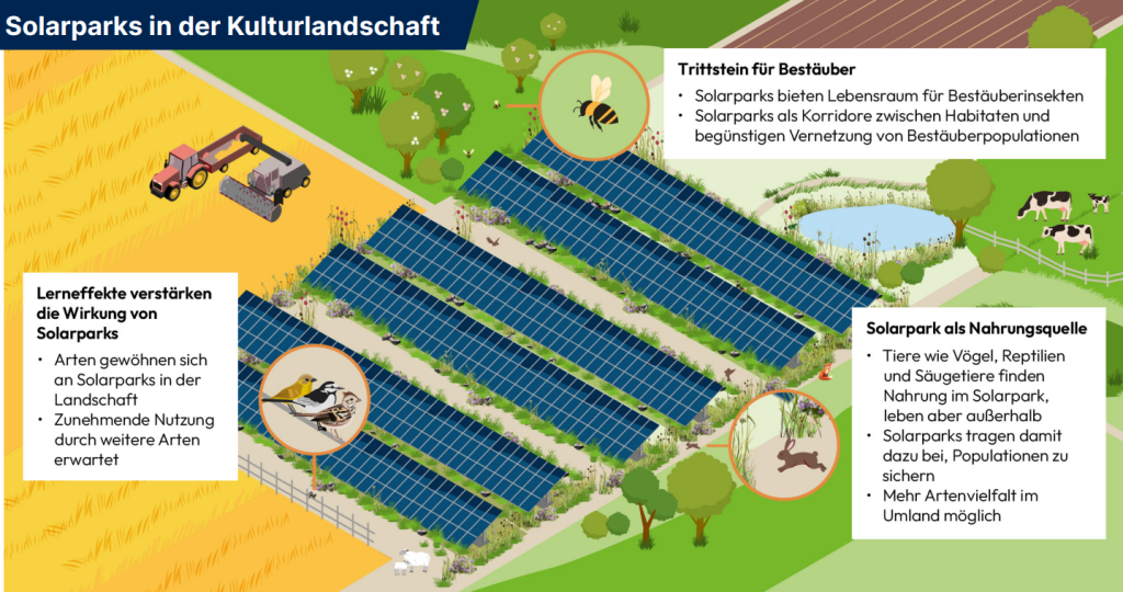 Grafik bne "Solarparks in der Kulturlandschaft" mit Artenschutzmaßnahmen