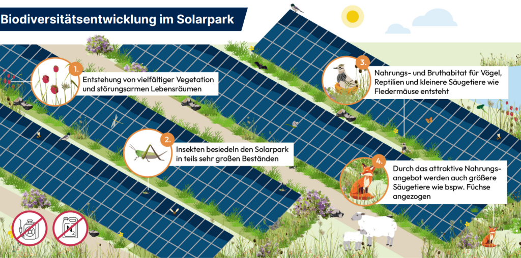 Grafik bne "Biodiversitätsentwicklung im Solarpark" mit Artenschutzmaßnahmen